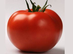 Tomate