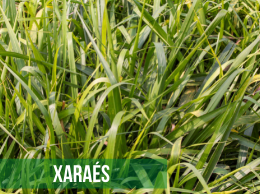 Xaraés