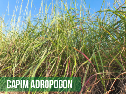 Andropogon