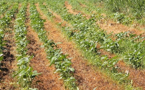 Práticas agropecuárias