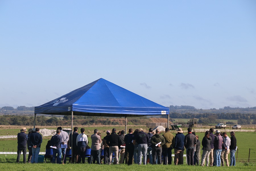 Evento em Bagé apresenta pesquisas sobre sistemas integrados para o bioma Pampa