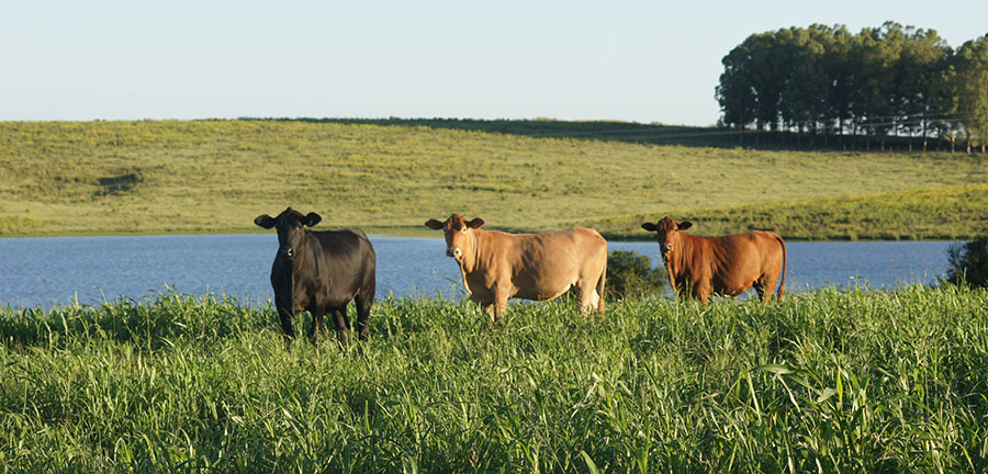 Novo software digital vai apoiar pecuaristas no planejamento forrageiro