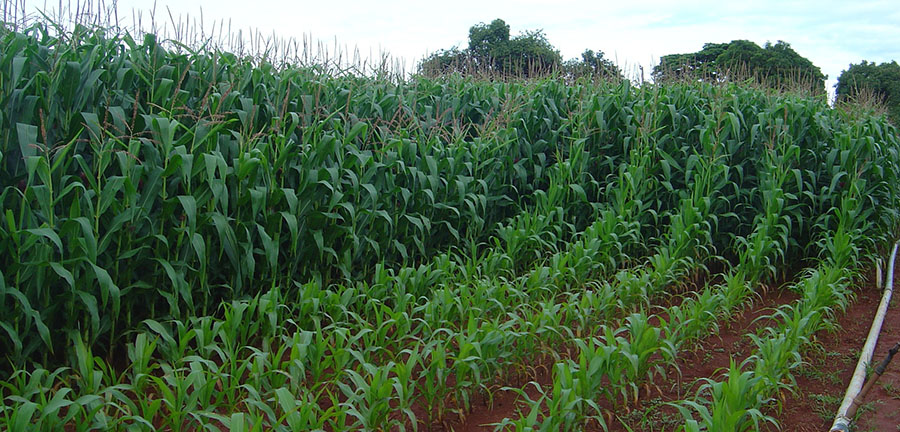 Parceria entre Brasil e Estados Unidos fortalece inovação em fertilizantes