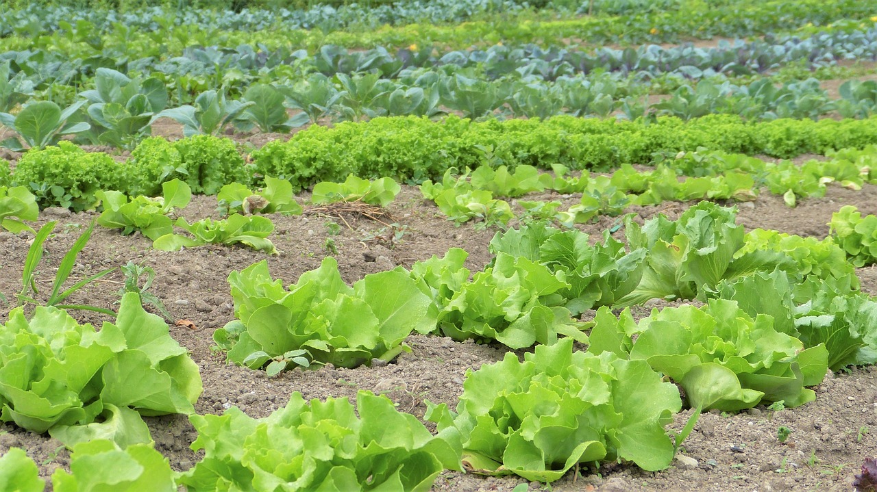 Produção orgânica e Agroecologia